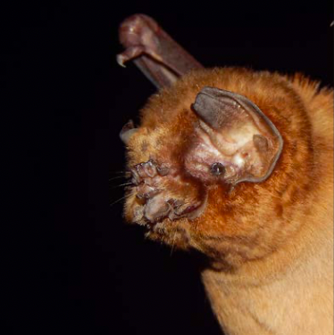 Mormoops megalophylla