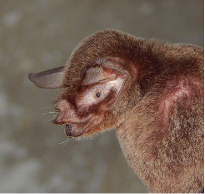 Pteronotus fuscus