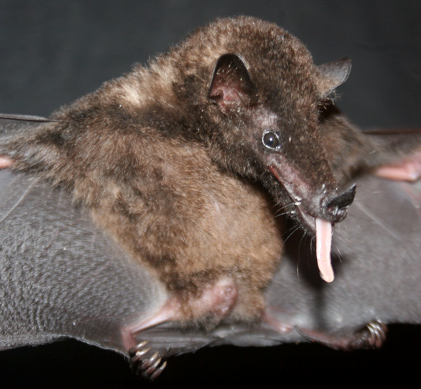 Choeroniscus periosus