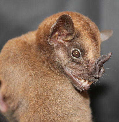 Platyrrhinus chocoensis
