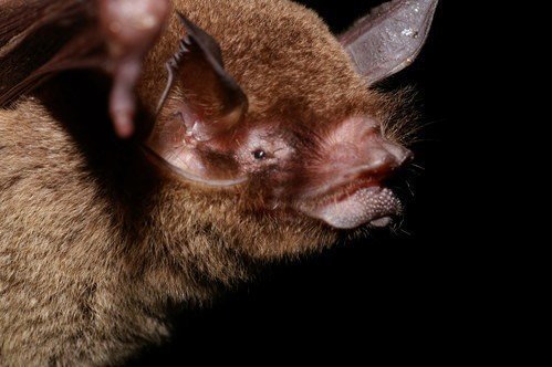 Pteronotus davyi