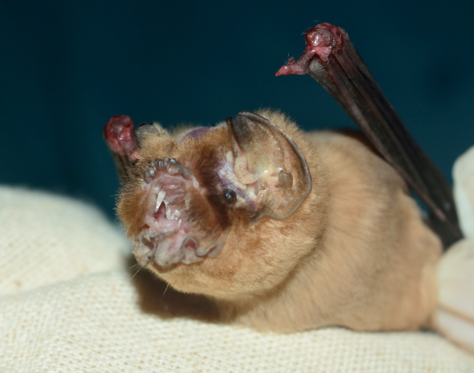 Pteronotus quadridens