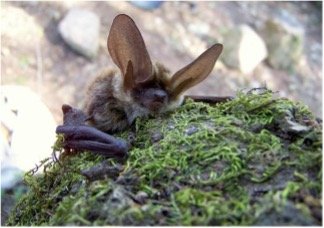 Histiotus laephotis 