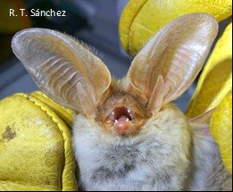 Histiotus laephotis A AR 021 Cochuna