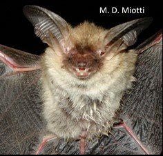 Histiotus macrotus A AR 021 Cochuna