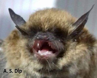 Myotis dinellii A AR 021 Cochuna