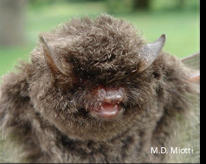 Myotis keaysi A AR 021 Cochuna