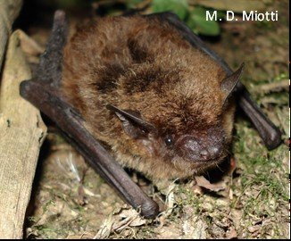 Neoeptesicus furinalis A AR 021 Cochuna