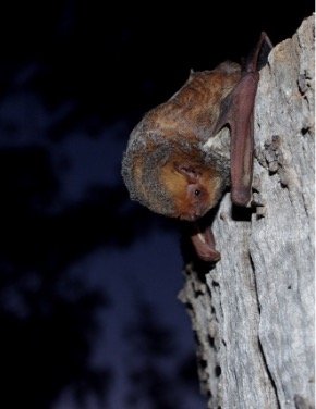 Lasiurus blossevillii 