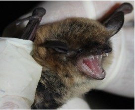 Myotis dinellii 