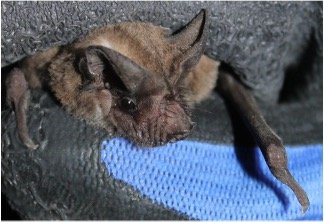 Tadarida brasiliensis 