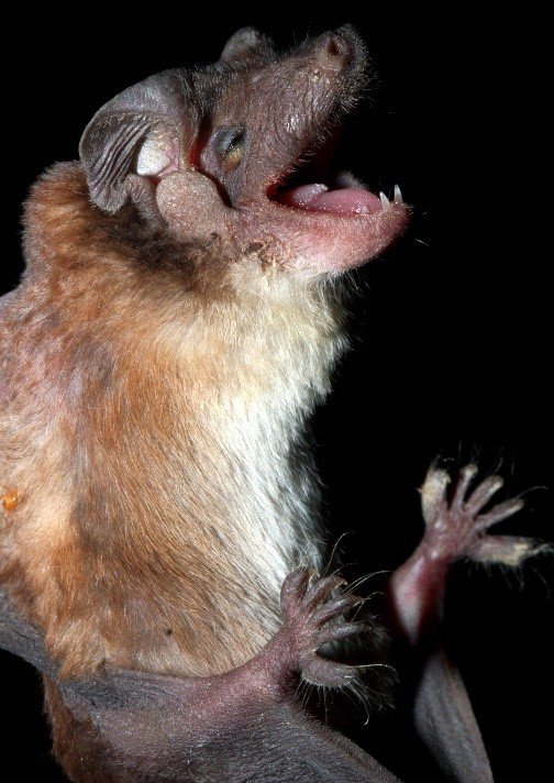 Cynomops planirostris