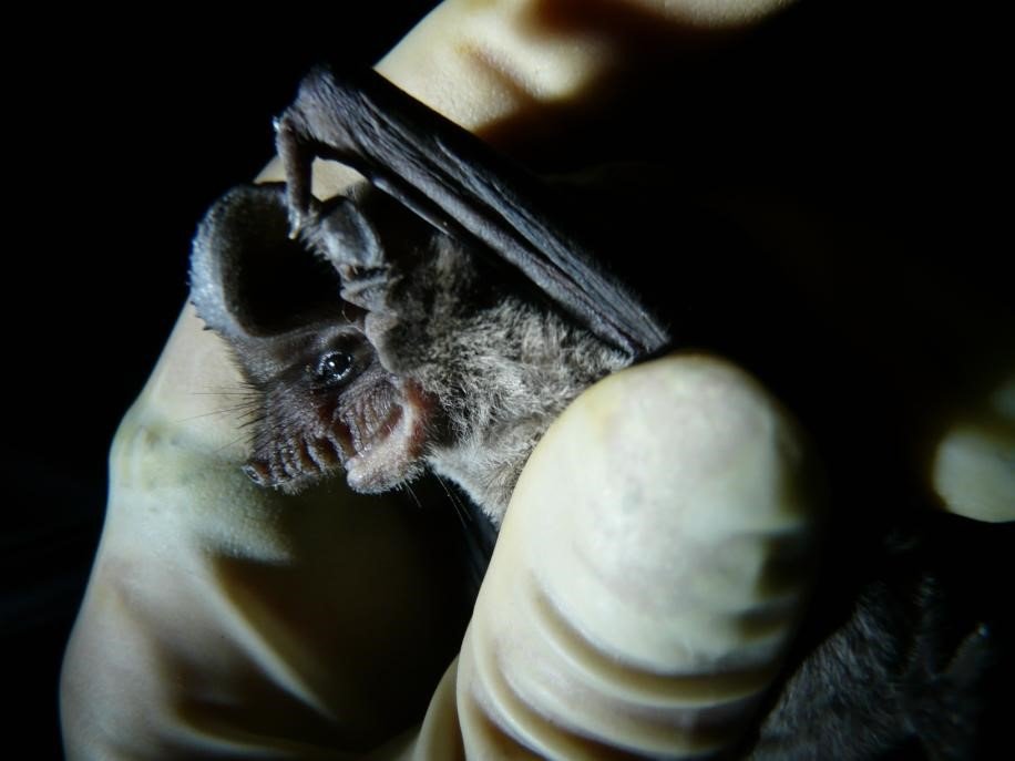 Tadarida brasiliensis