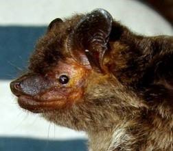 Eptesicus chiriquinus Thomas