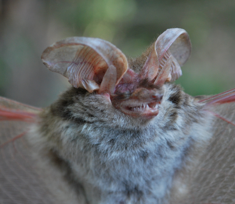 Histiotus velatus
