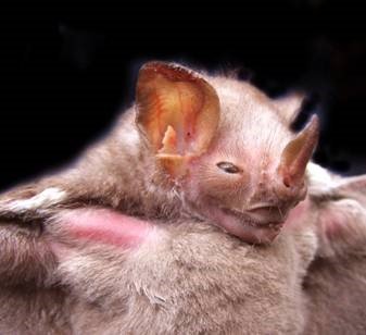 Pygoderma bilabiatum