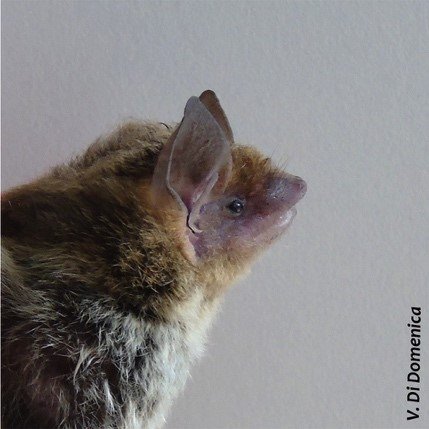Eptesicus diminutus