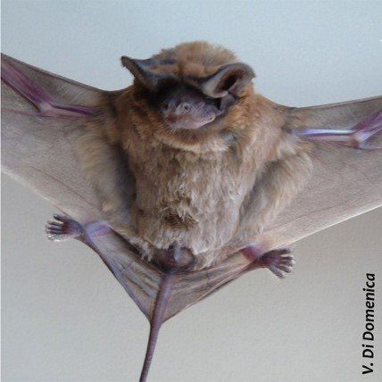 Eumops bonariensis