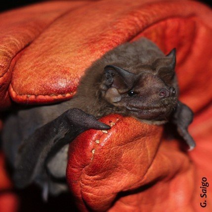 Molossus molossus