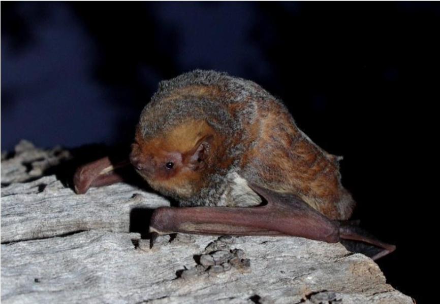 Lasiurus blossevillii 