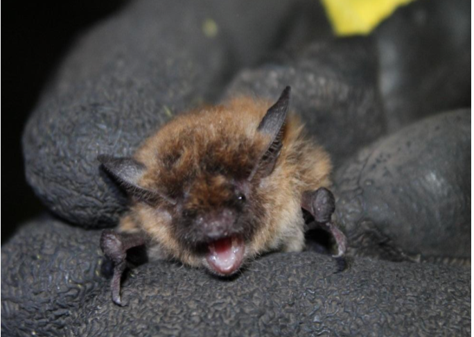 Myotis dinellii 