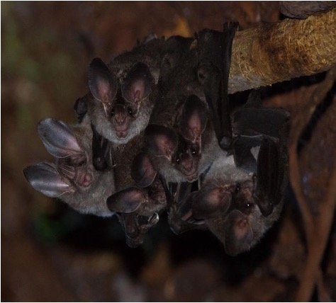 Chrotopterus auritus 