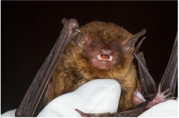 Eptesicus furinalis 