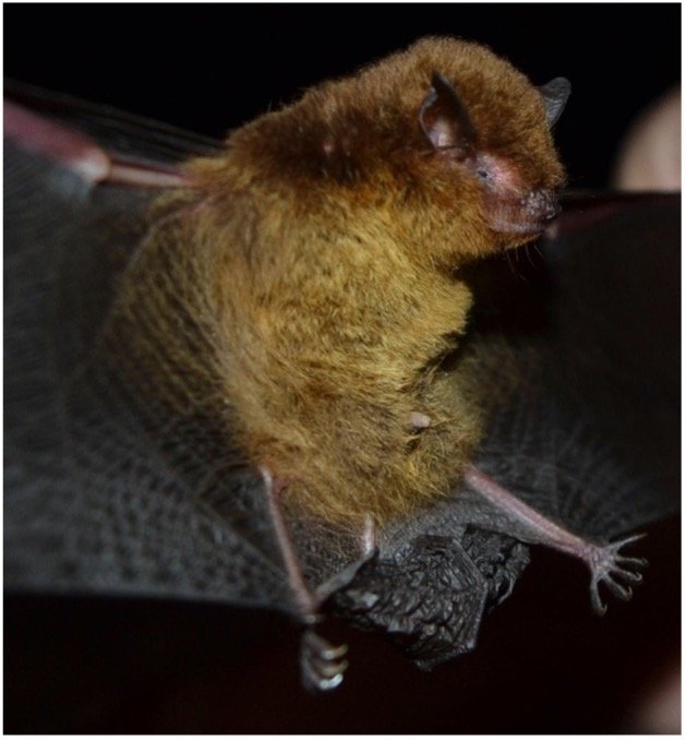 Myotis ruber 