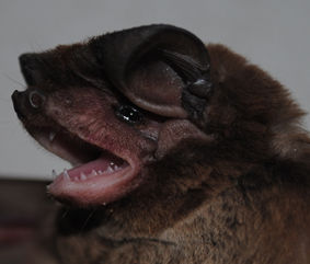 Eumops bonariensis