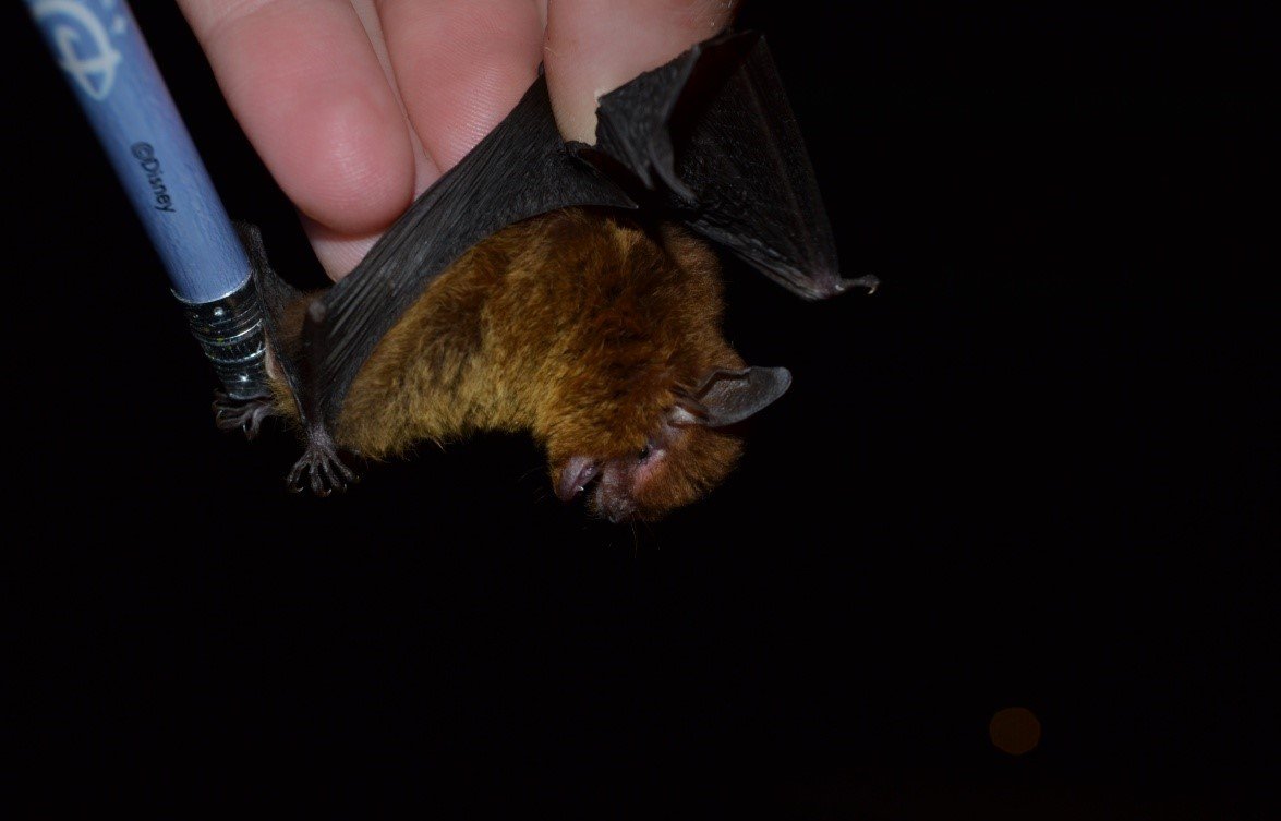 Myotis ruber