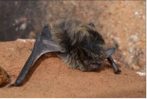 Myotis sppng