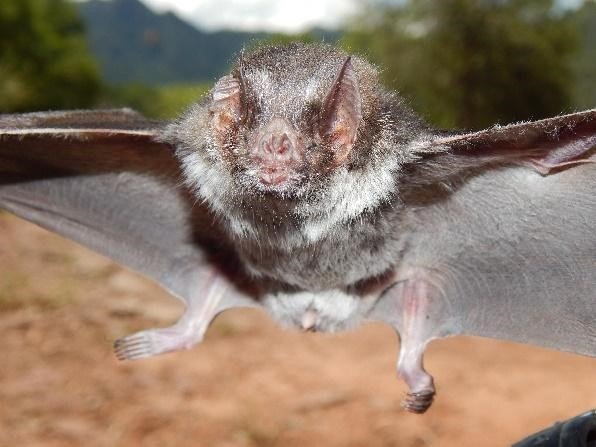 Desmodus rotundus