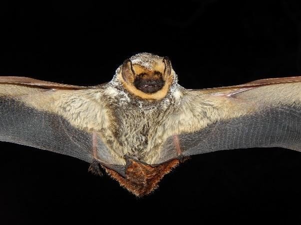 Lasiurus villosissimus