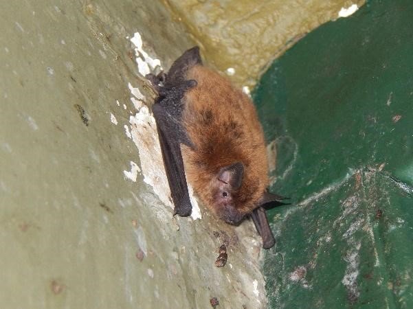 Myotis dinellii