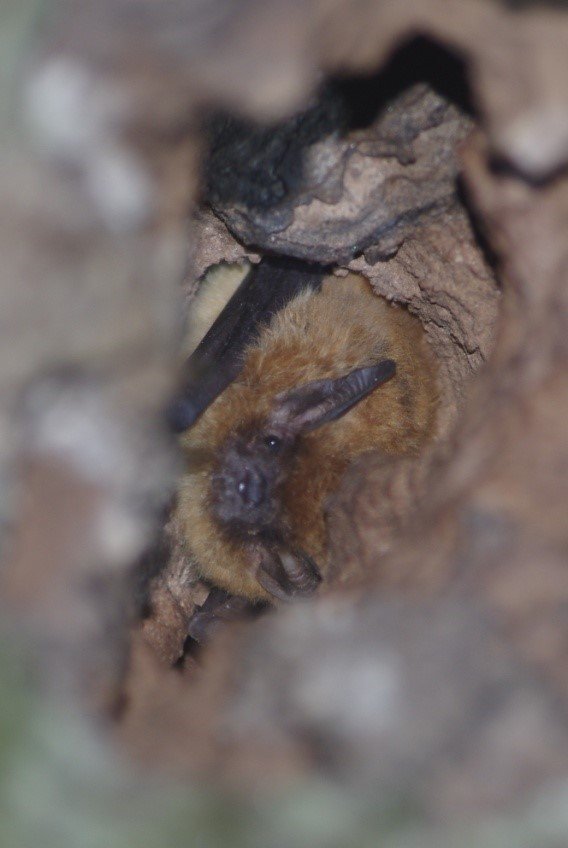Myotis dinellii