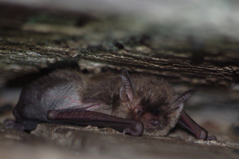 Myotis levis