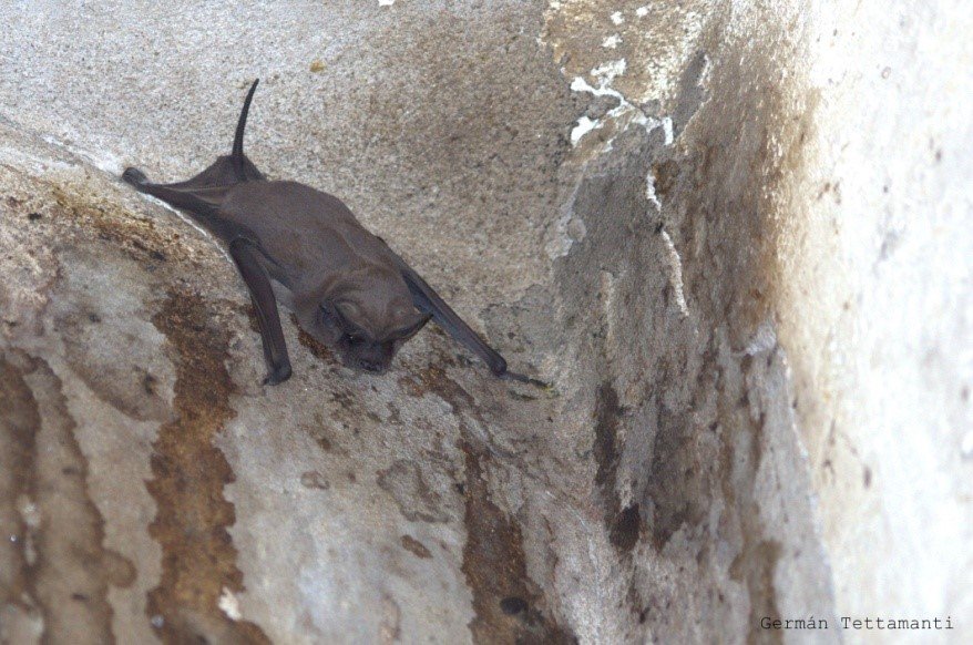 Tadarida brasiliensis
