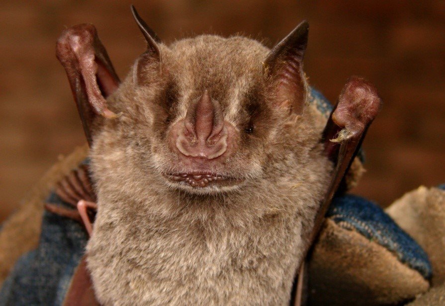 Artibeus planirostris