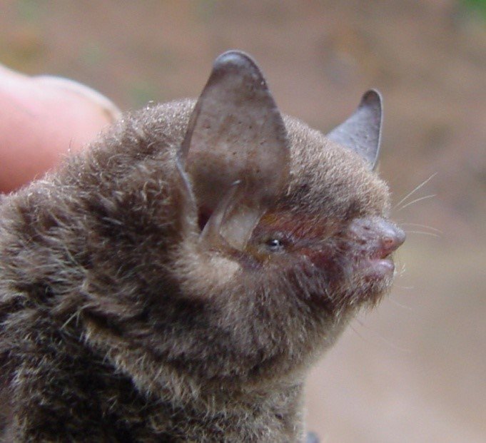 Myotis keaysi