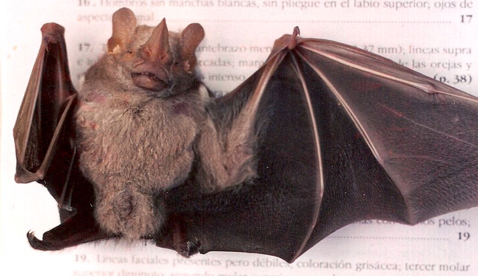 Pygoderma bilabiatum