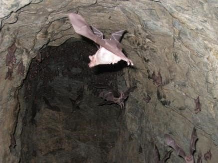 Colonia de Leptonycteris curasoae en el túnel de Wela Minejpg