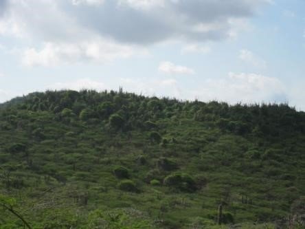 Vegetación xerófila dominante en las áreas naturales del Parque Nacional Arikokjpg