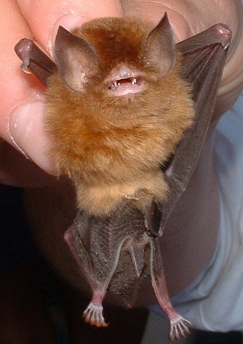 Natalus tumidirostris