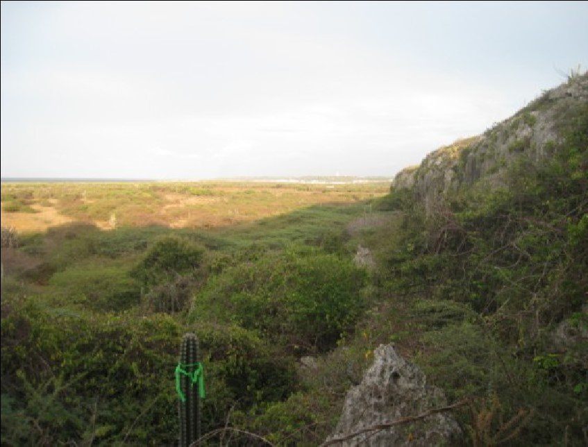 Vista general del paisaje vegetal