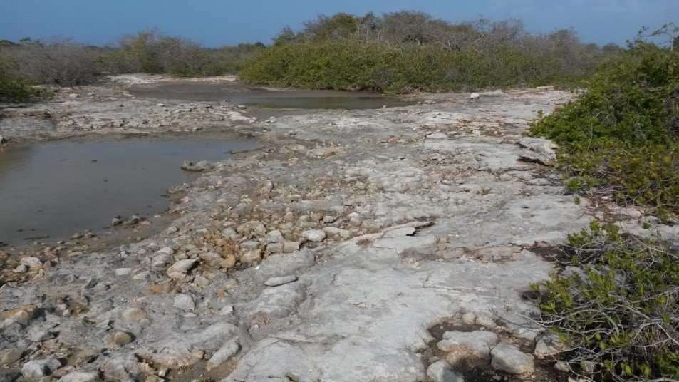 Afloración de agua salobre sobre el carso de Klein