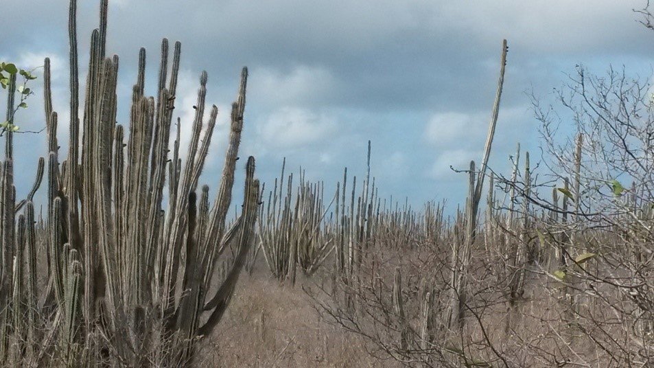 Aspecto del cardonal en la parte central de Klein Bonaire