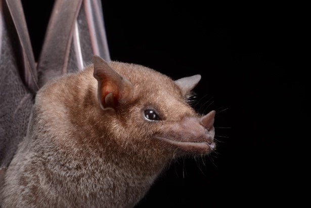 Leptonycteris curasoae