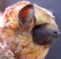 Lasiurus villosissimus