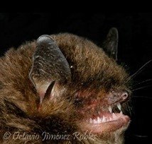 Myotis oxyotus