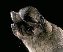 Nyctinomops macrotis